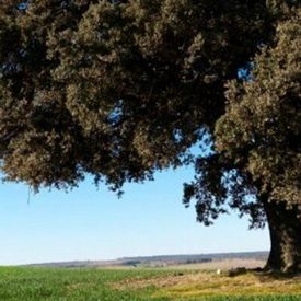 Oak Tree Community Church, Elk Grove, California, United States